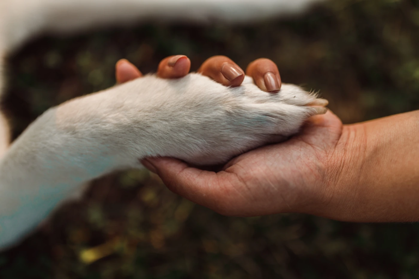 How A Pet Trust Works